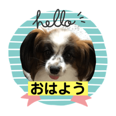 [LINEスタンプ] 我が家のワン子達