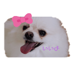 [LINEスタンプ] ポメラニアンハナ