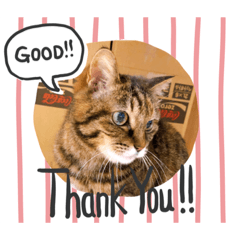 [LINEスタンプ] 保護猫3匹の気ままな暮らし
