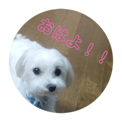 [LINEスタンプ] まるちゃんスタンプ♡