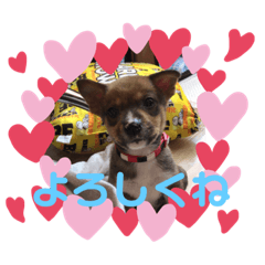 [LINEスタンプ] ！新しい家族！
