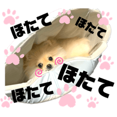 [LINEスタンプ] ポメラニアンほたてのスタンプ