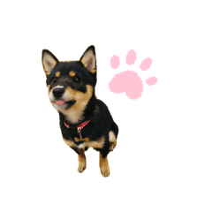 [LINEスタンプ] 豆柴すたんぷ①