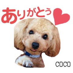 [LINEスタンプ] COCOスタンプ♡2