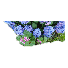 [LINEスタンプ] 紫陽花あじさい花六月綺麗な華