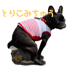 [LINEスタンプ] フレンチブルドッグ こてつくん