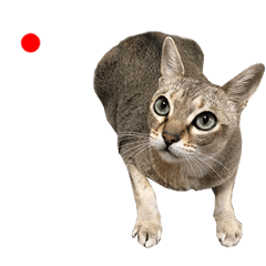 [LINEスタンプ] リアル CAT 動くシンガプーラのプラ君の画像（メイン）