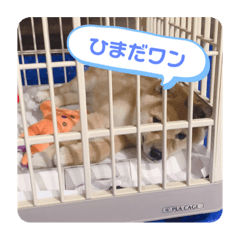[LINEスタンプ] ともぞうだよー
