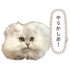 [LINEスタンプ] コンくんスタンプ2