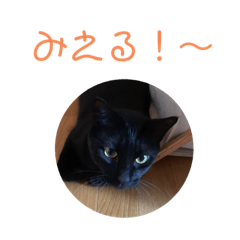 [LINEスタンプ] クロちゃんスタンプ 1