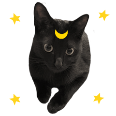 [LINEスタンプ] 黒猫ルナVol.2