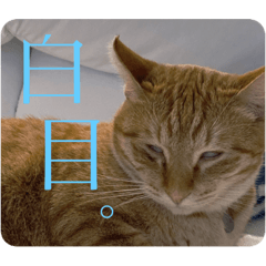 [LINEスタンプ] 保護猫と暮らす