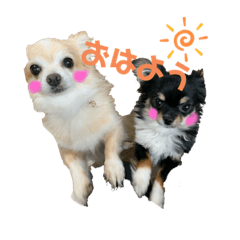 [LINEスタンプ] チワワ。パールおれお