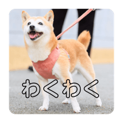 [LINEスタンプ] mimita2020