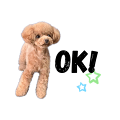 [LINEスタンプ] トイプードルのコロンの日常