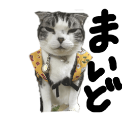 [LINEスタンプ] コスプレしがちなネコ
