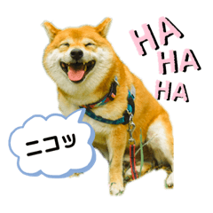 [LINEスタンプ] 柴犬の八朔2