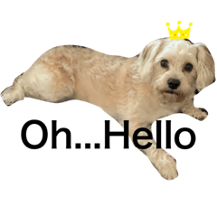 [LINEスタンプ] Itoku-Bowwow