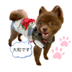 [LINEスタンプ] ポメラニアンの大和くん