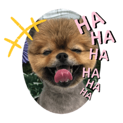 [LINEスタンプ] ピノちゃん#1