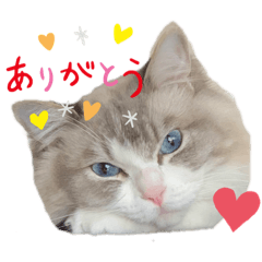 [LINEスタンプ] ラグドールとハチワレねこ