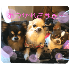 [LINEスタンプ] チワワ〜ズときどきハム！