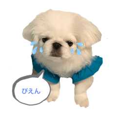 [LINEスタンプ] チロルのチロリアンな日々