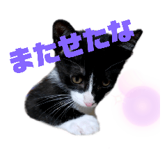 [LINEスタンプ] ハチワレ子猫の与太郎です。よろしく！