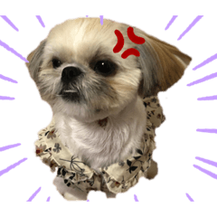 [LINEスタンプ] めるちゃん図鑑