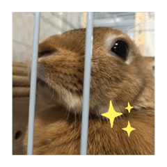 [LINEスタンプ] うさちのスタンプ2
