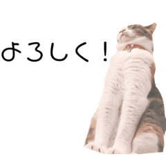[LINEスタンプ] 親バカが作ったスタンプ犬猫編
