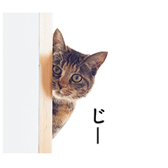 [LINEスタンプ] ちゃちゃ時々ねね