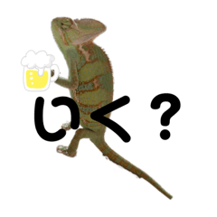 [LINEスタンプ] カメ＆レオン