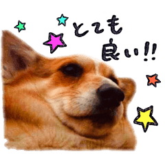 [LINEスタンプ] コーギー犬のクロ