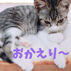 [LINEスタンプ] くるみと愉快な仲間猫