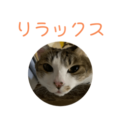 [LINEスタンプ] シロのスタンプs