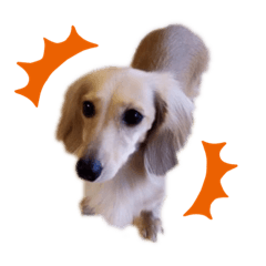 [LINEスタンプ] Coco’sすたんぷ