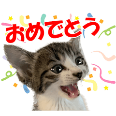 [LINEスタンプ] 保護猫ハートちゃんのスタンプ