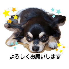[LINEスタンプ] 愛犬ネネ②