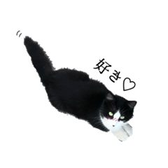 [LINEスタンプ] 海外のネコチャンスタンプ