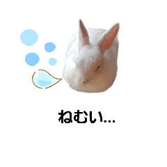 [LINEスタンプ] 白うさぎスタンプ︎