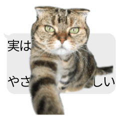 [LINEスタンプ] 猫野家すたんぷ【実はやさしい編】