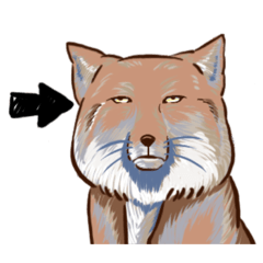 [LINEスタンプ] チベスナ＆ハシビロコウ