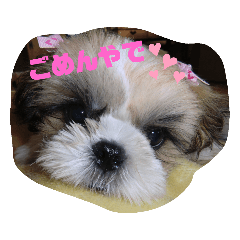 [LINEスタンプ] シーズーぶさぶさ親子スタンプ