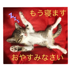 [LINEスタンプ] りんちゃんなう！