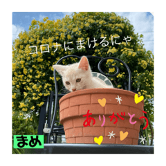 [LINEスタンプ] 茶トラの大ちゃん4とまめ
