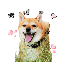 [LINEスタンプ] 豆柴デリィー