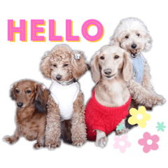 [LINEスタンプ] ダックス トイプー ワンコ詰め合わせ