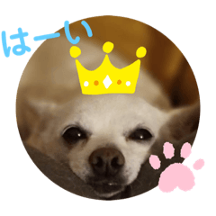 [LINEスタンプ] チワワのナチョくん 2