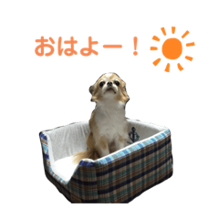 [LINEスタンプ] 博多のあんじゅ② よく使う言葉